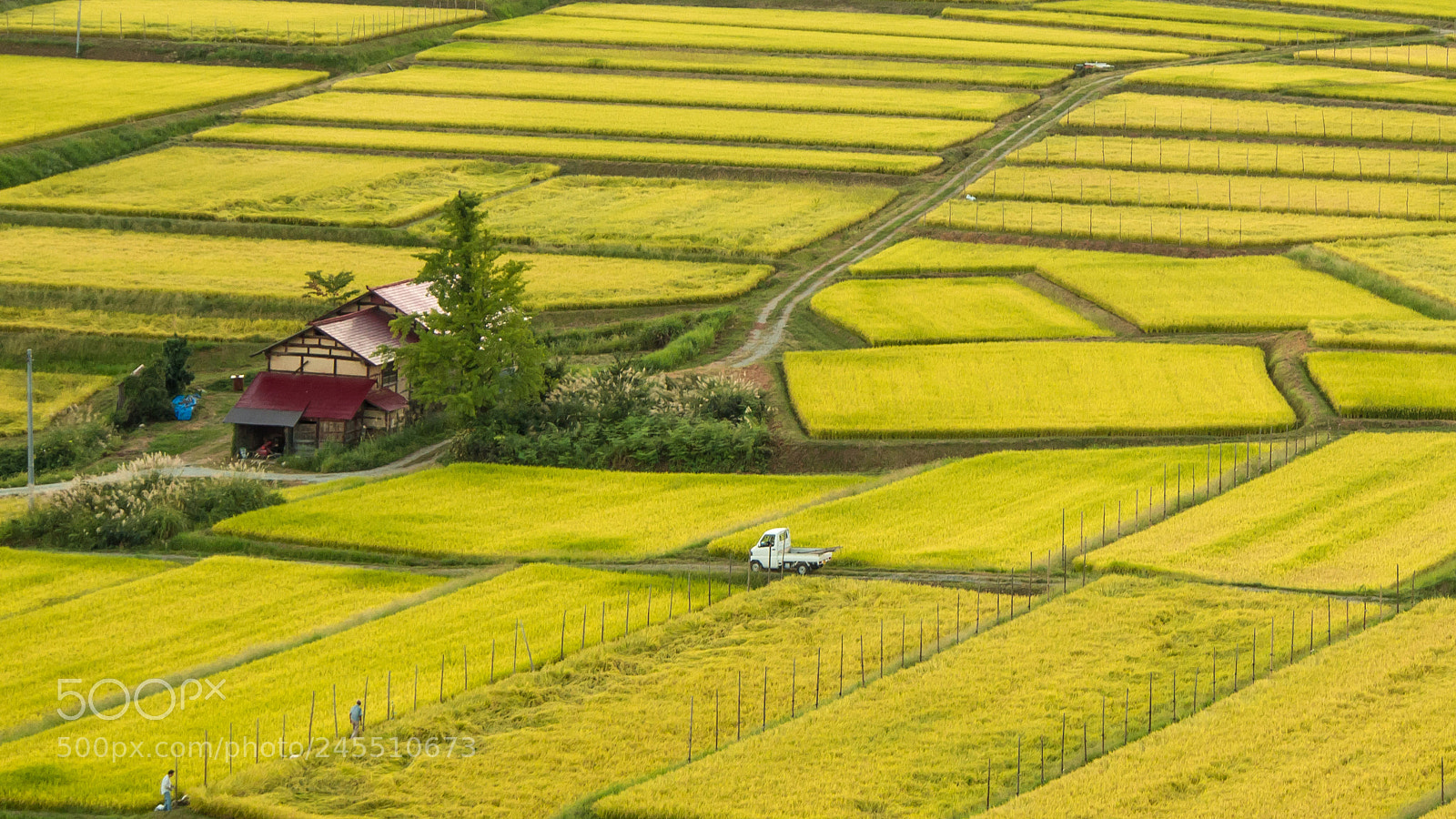 Olympus OM-D E-M5 sample photo. Harvest season photography
