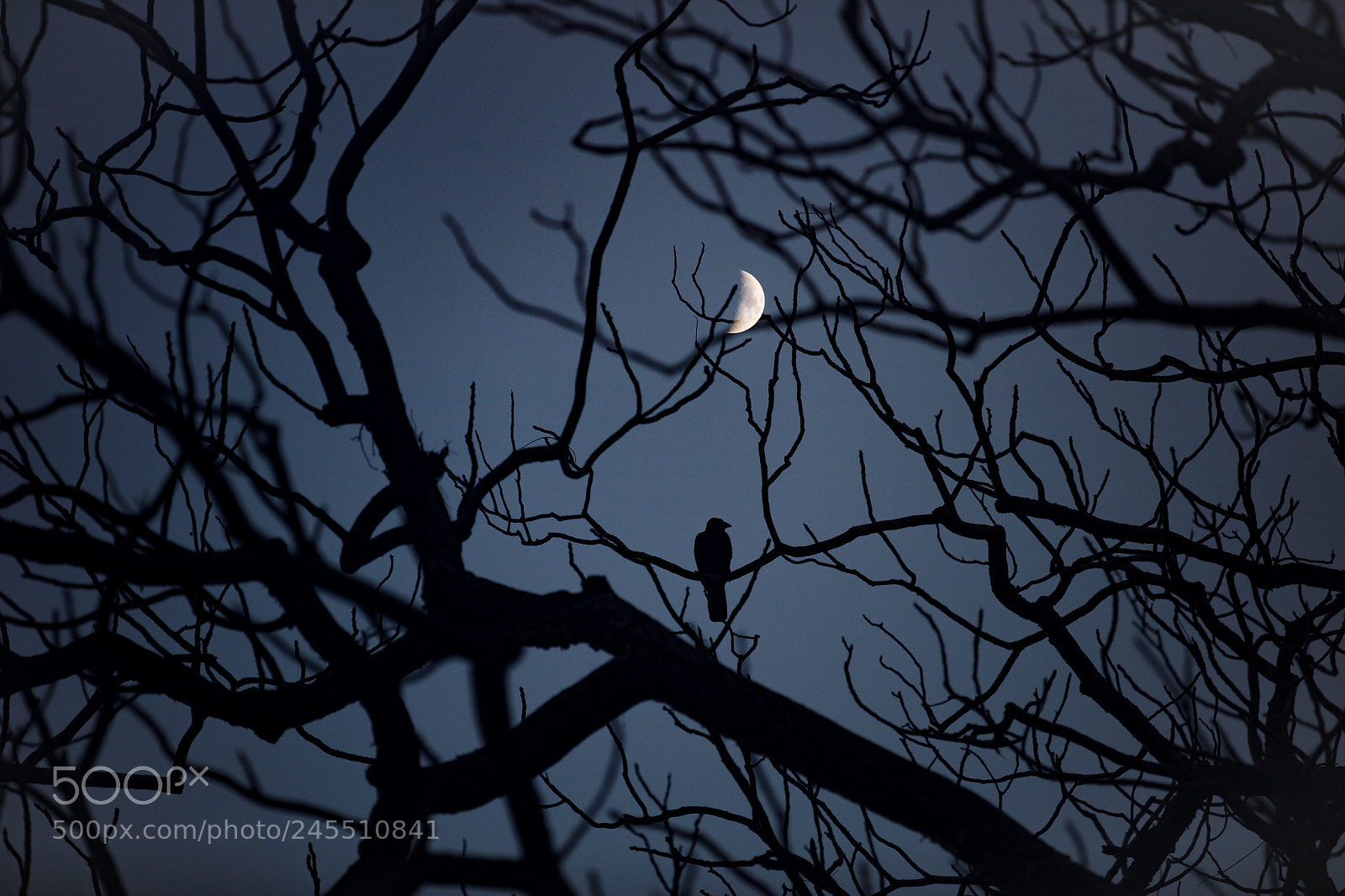 Canon EOS 5DS R sample photo. Moon friend photography