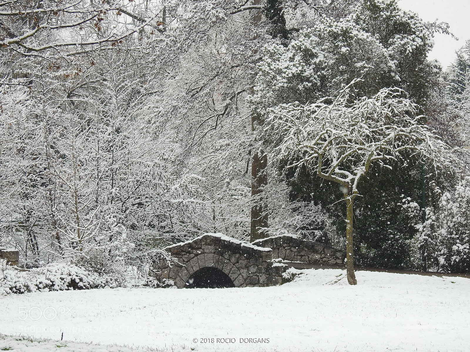 Nikon Coolpix P900 sample photo. Snow photography