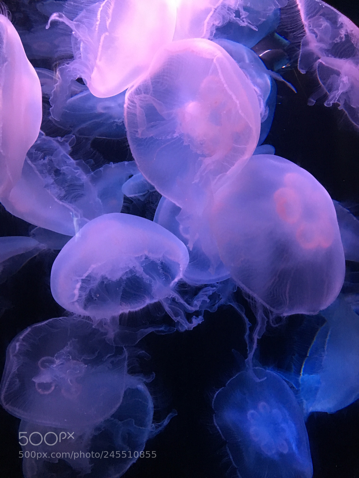 Apple iPhone 6s sample photo. Jellyfish photography