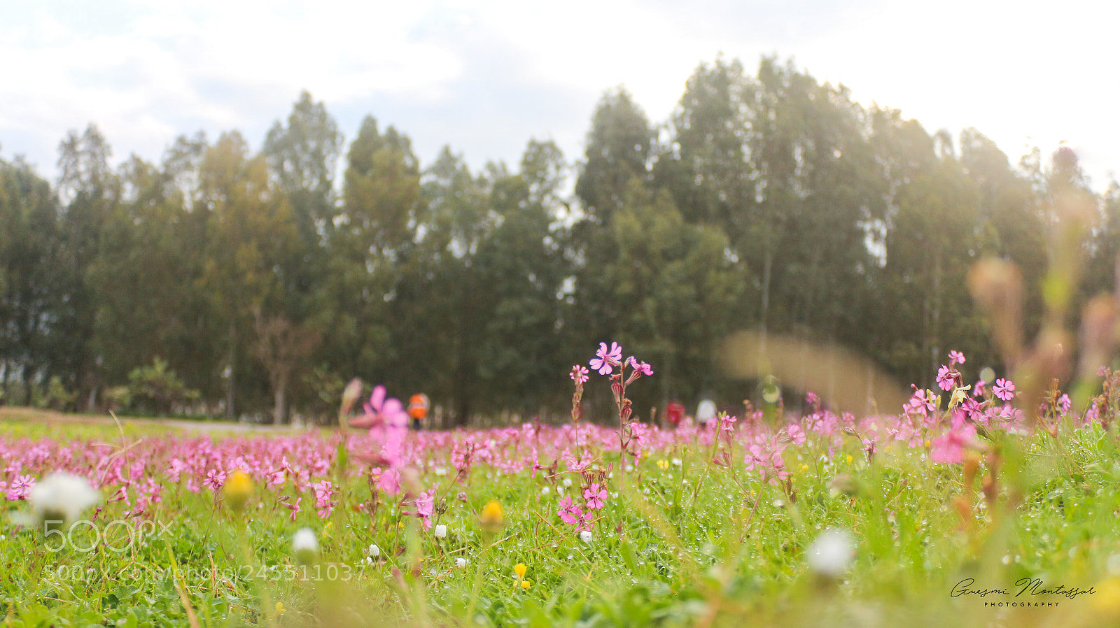 Canon EOS 650D (EOS Rebel T4i / EOS Kiss X6i) sample photo. Flowers photography
