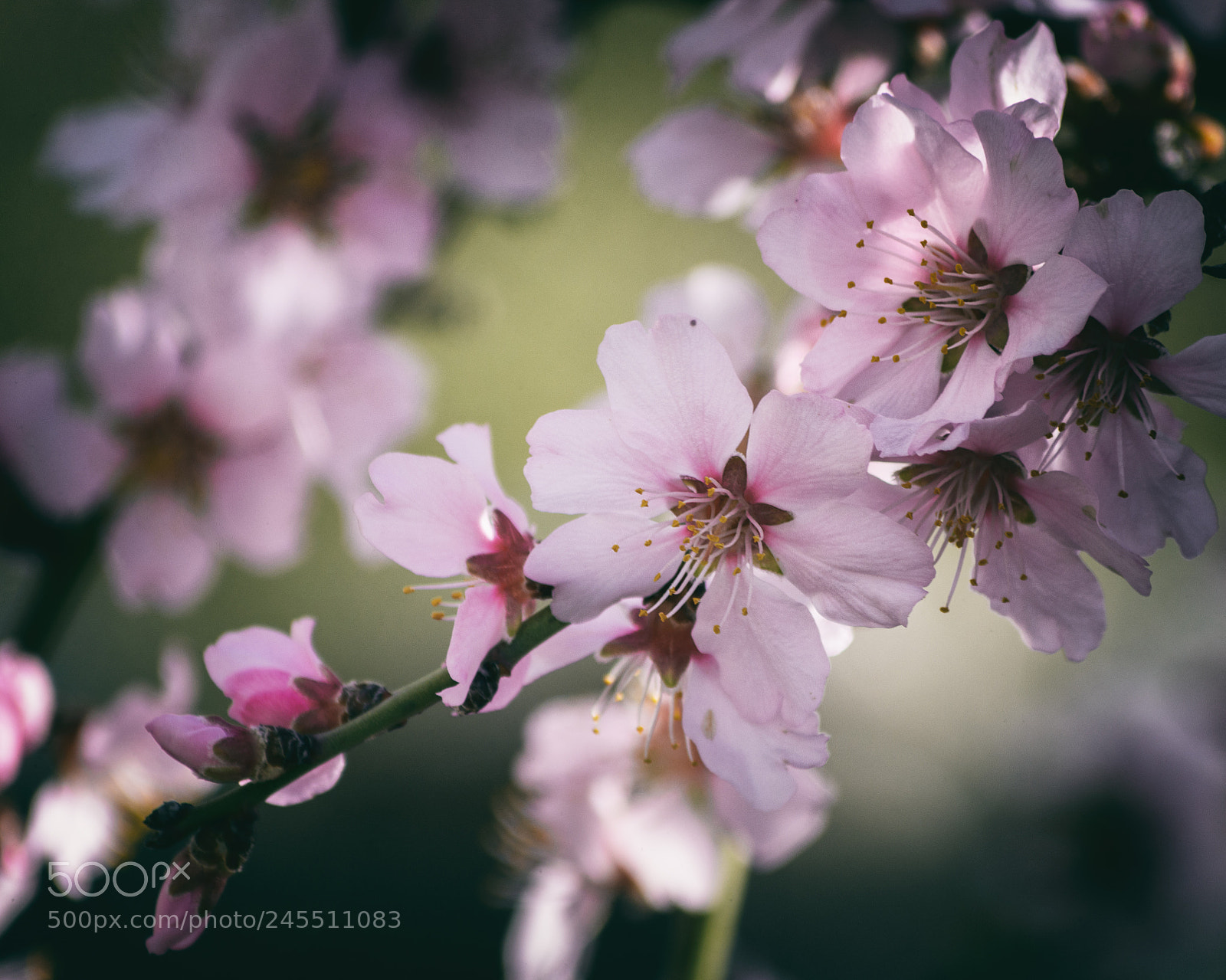 Nikon D7100 sample photo. Untitled photography