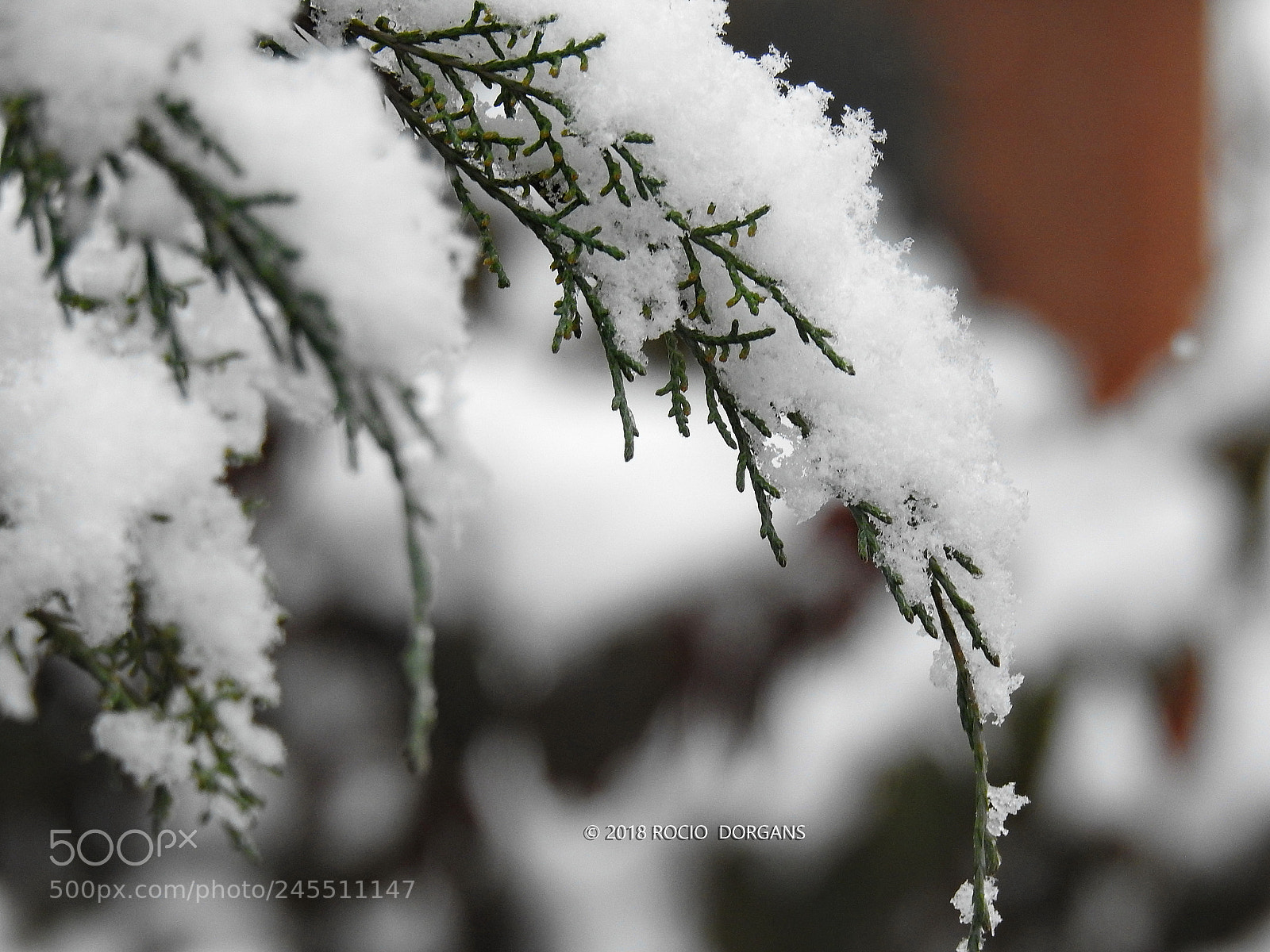 Nikon Coolpix P900 sample photo. Snow photography