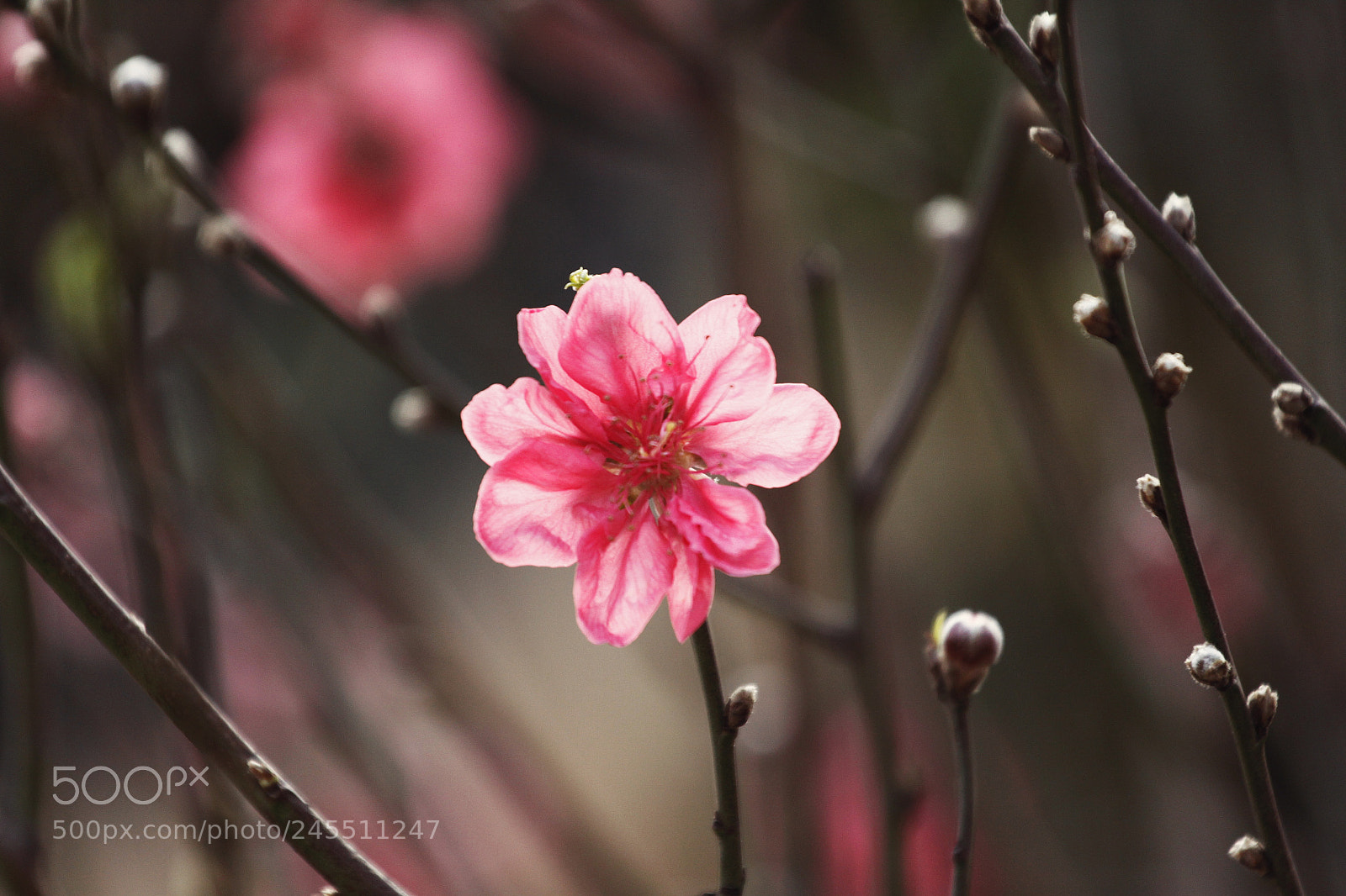 Canon EOS 50D sample photo. Untitled photography
