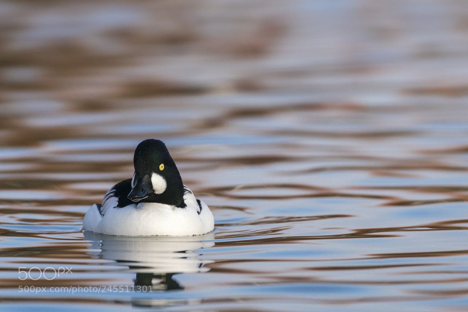 Sony a99 II sample photo. Goldeneye bucephala clangula, drake photography