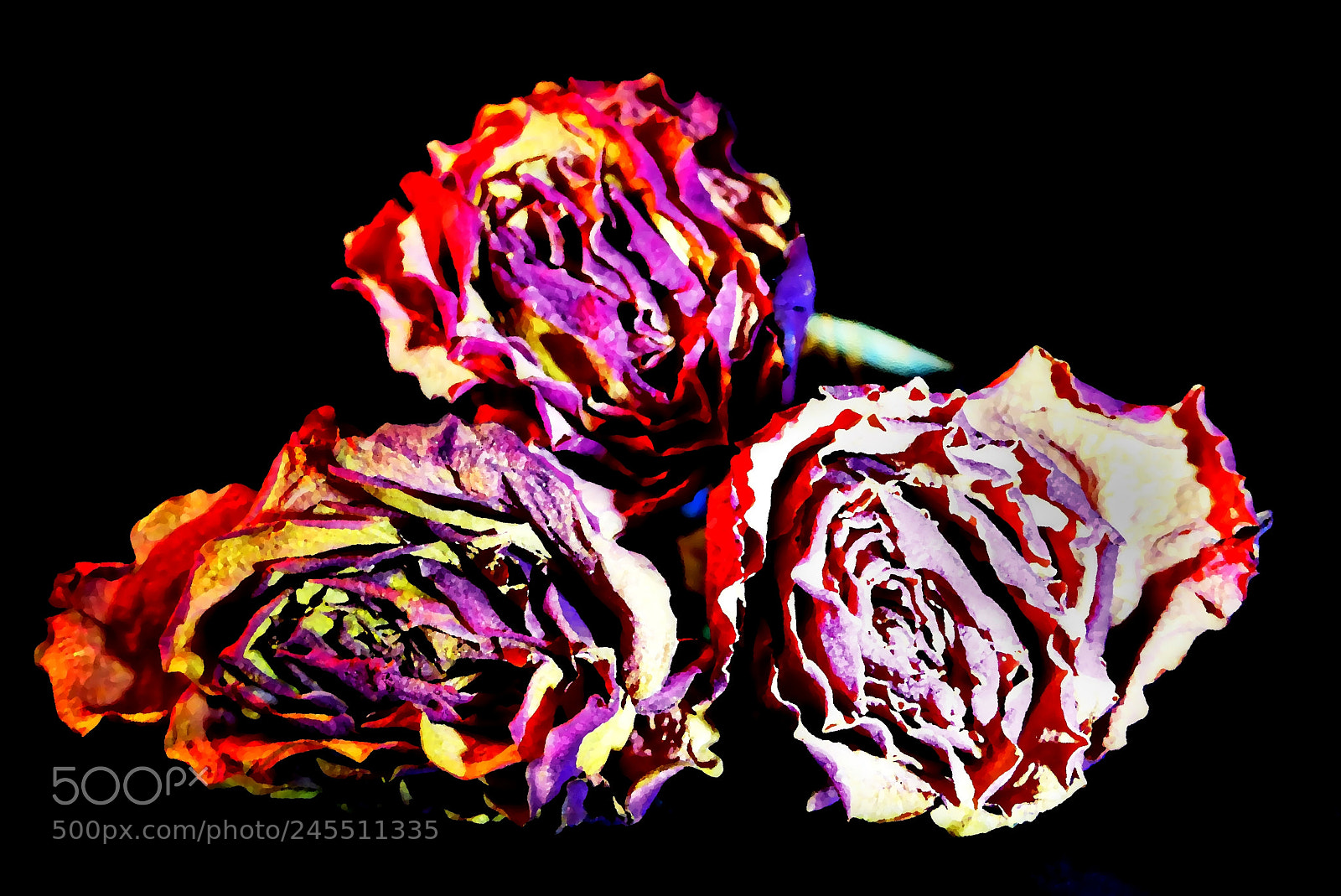 Panasonic Lumix DMC-FZ200 sample photo. Suche r e 3,dried photography