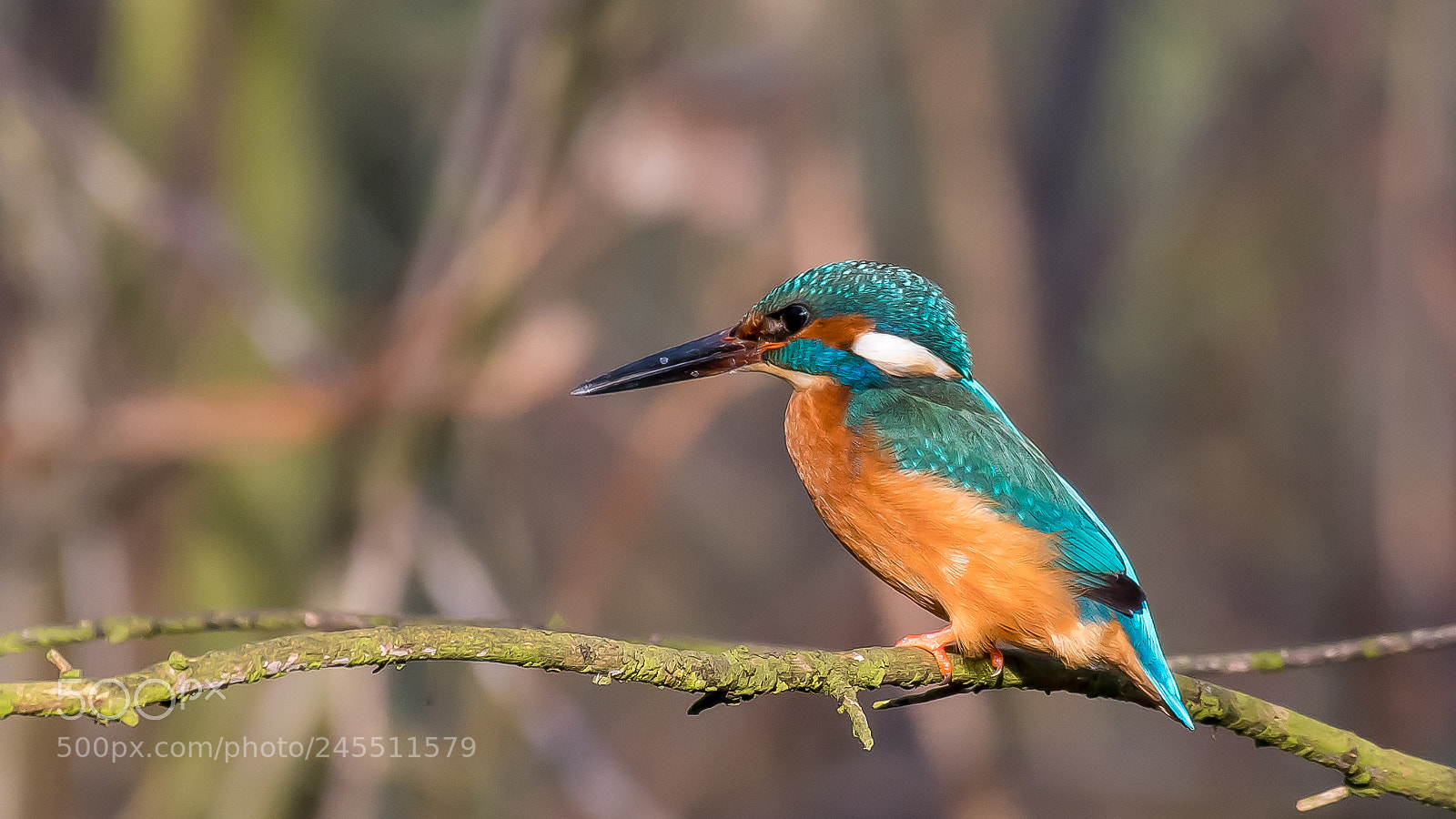 Nikon D500 sample photo. Kingfisher, my best one :) photography
