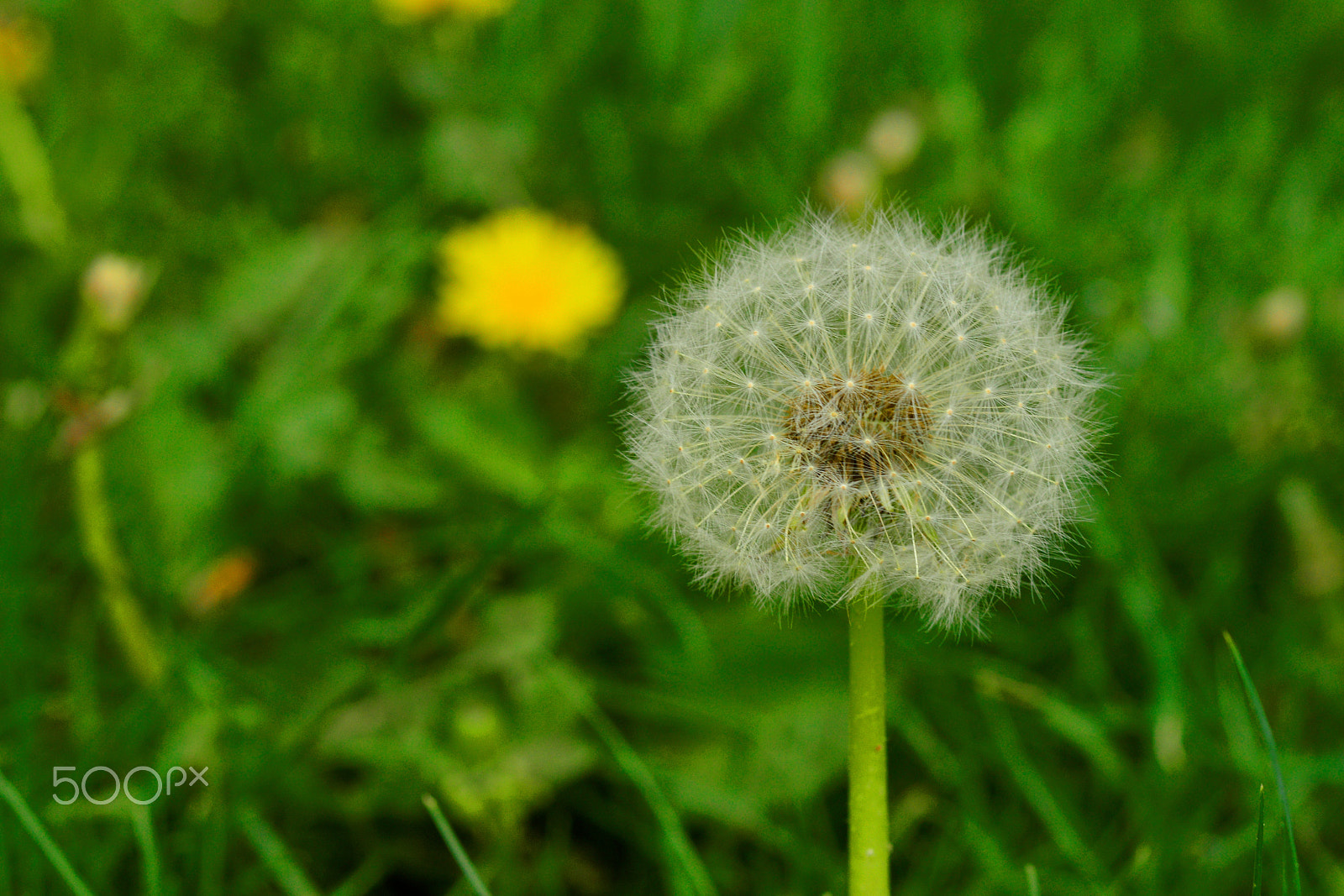 Nikon D3200 + Nikon AF-S Nikkor 50mm F1.8G sample photo. Fluffy dandelion photography