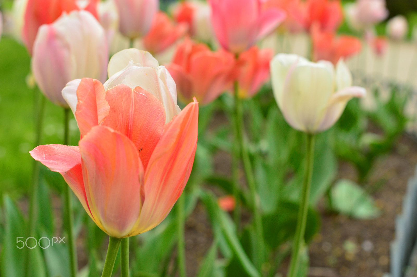 Nikon D3200 + Nikon AF-S Nikkor 50mm F1.8G sample photo. Blooming tulips photography