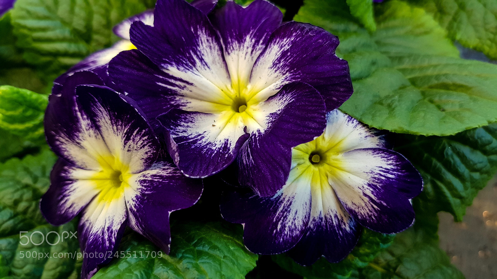 Samsung Galaxy S8 sample photo. Three purple flowers in photography
