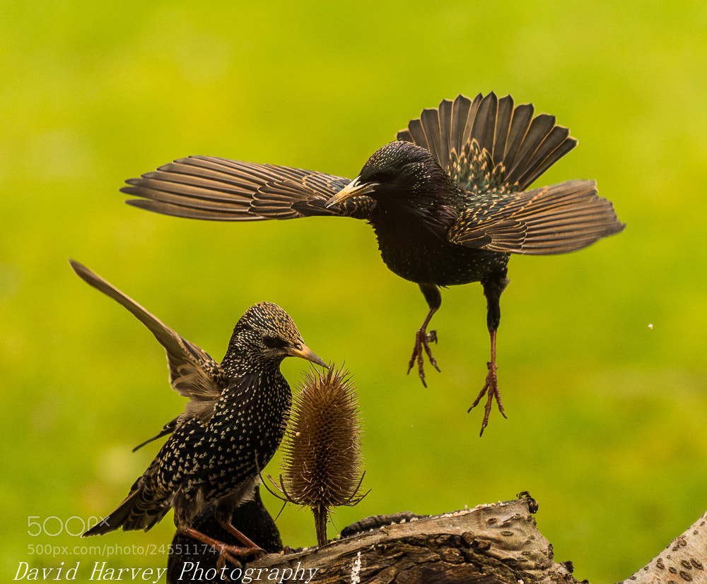 Nikon D7200 sample photo. Coming in to land photography