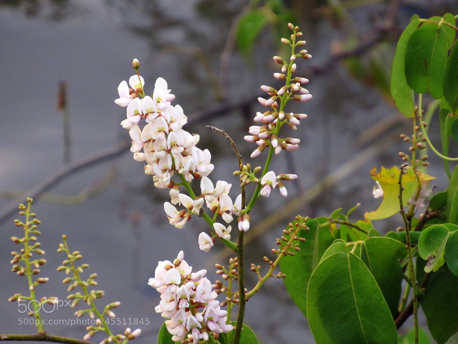 Canon PowerShot SX520 HS sample photo. Img photography