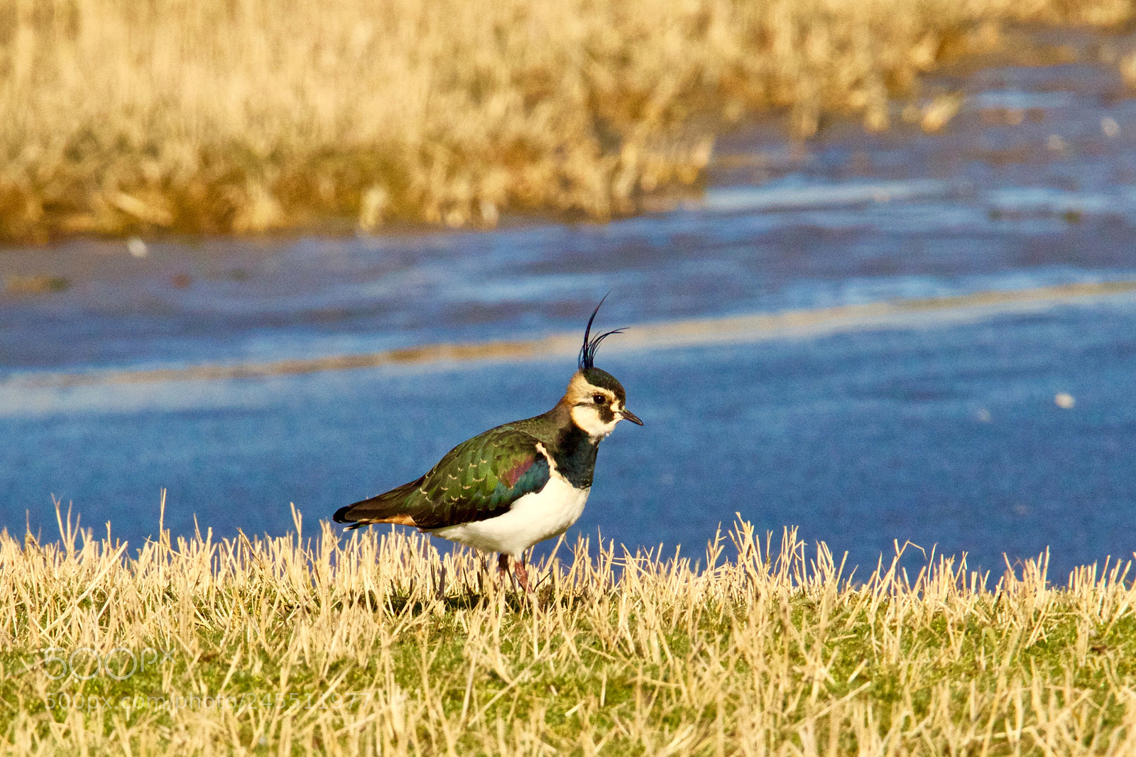 Canon EOS 7D Mark II sample photo. Northern lapwing - kievit photography
