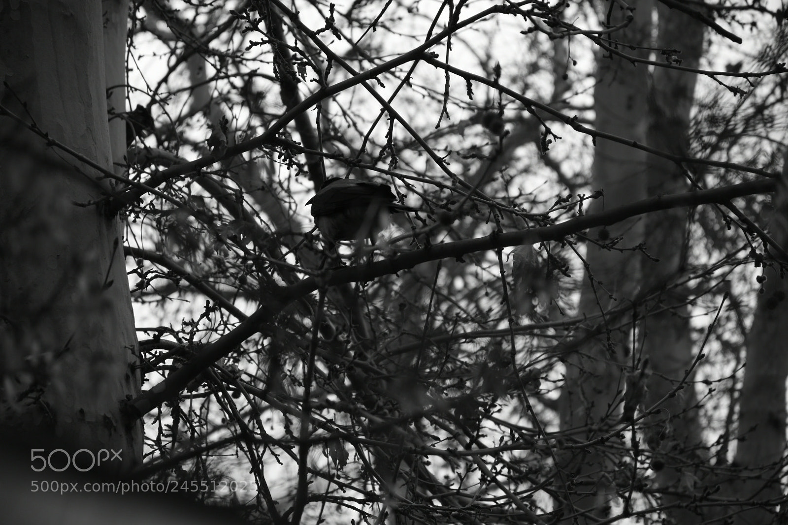 Nikon D5500 sample photo. Untitled photography