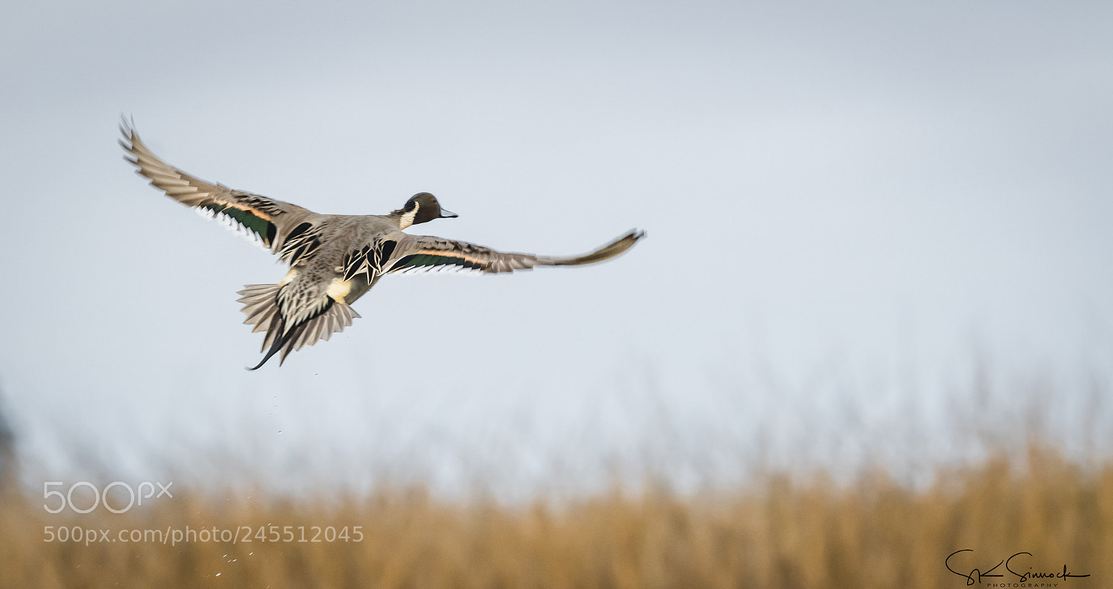 Nikon D850 sample photo. Northern pintail photography