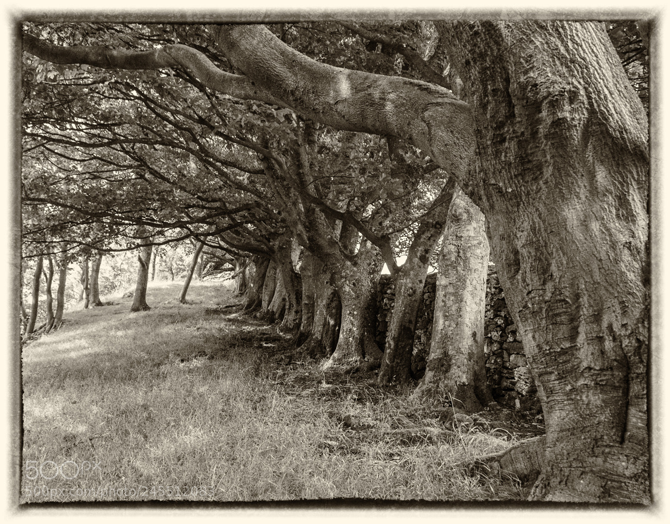 Nikon D300 sample photo. Row of old trees photography