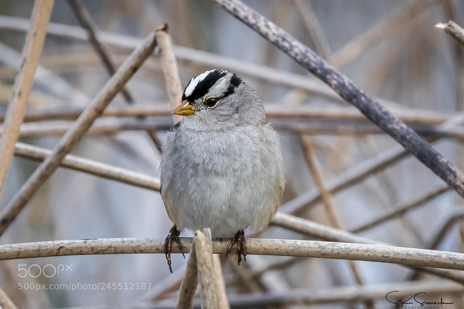 Nikon D850 sample photo. White crowned sparrow photography