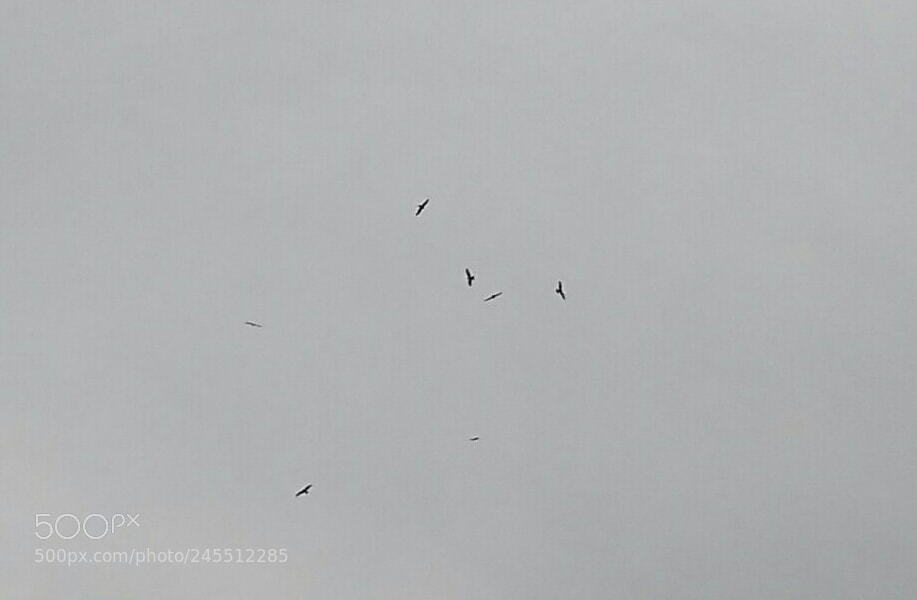 Xiaomi Redmi 4A sample photo. Black kites group ride :) photography