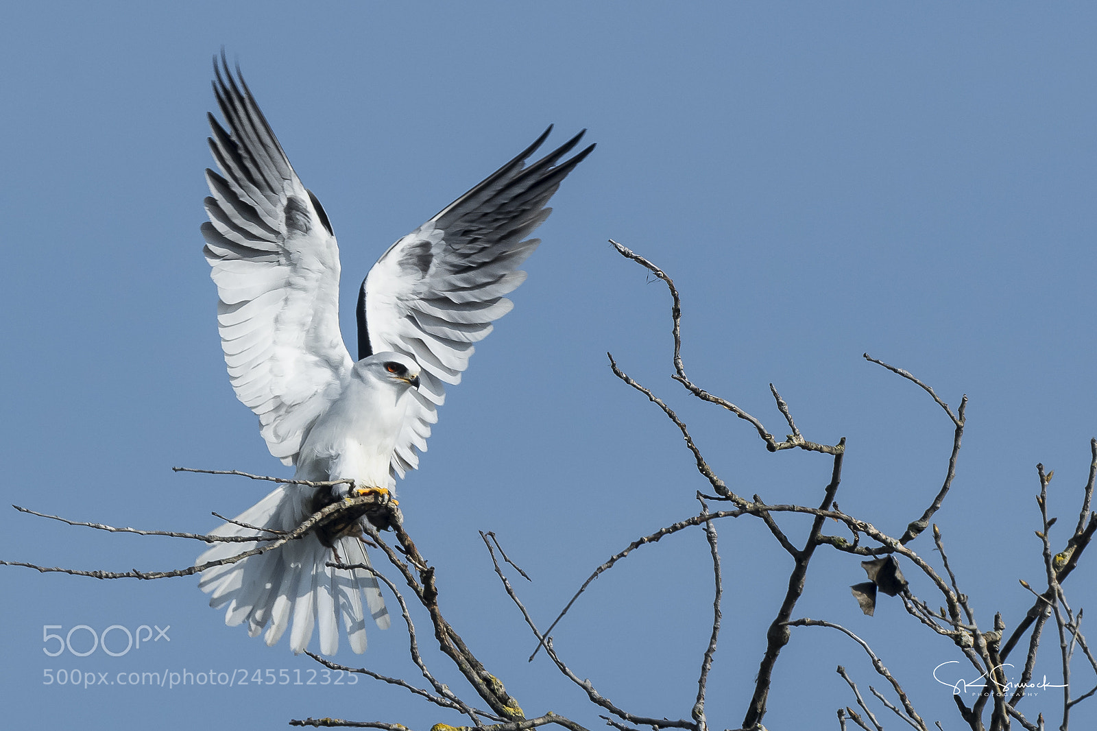 Nikon D850 sample photo. White tail kite photography