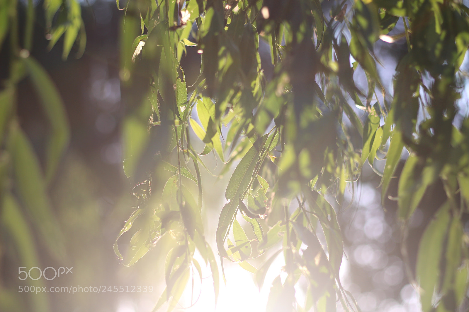 Canon EOS 700D (EOS Rebel T5i / EOS Kiss X7i) + Canon EF 50mm F1.8 STM sample photo. Img photography