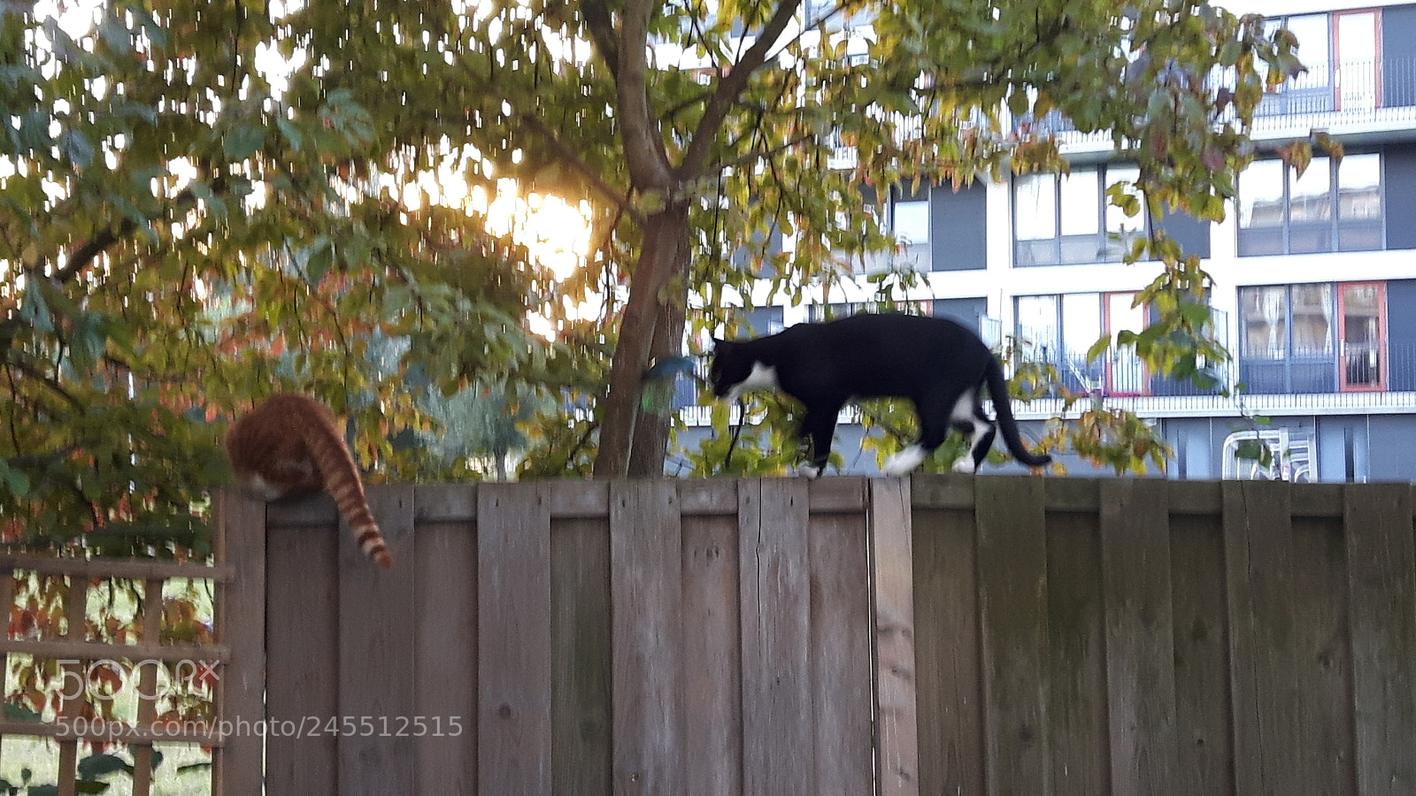 Samsung Galaxy S5 Neo sample photo. Cat batman. photography