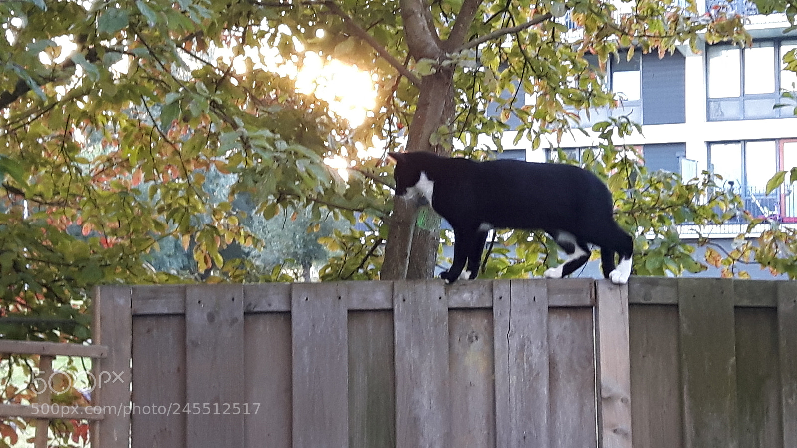 Samsung Galaxy S5 Neo sample photo. Cat batman. photography