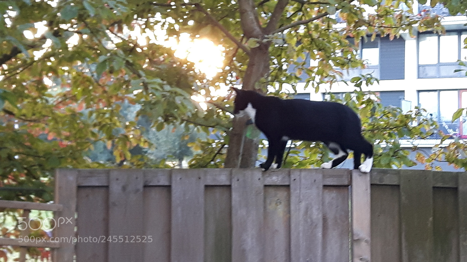 Samsung Galaxy S5 Neo sample photo. Cat batman. photography