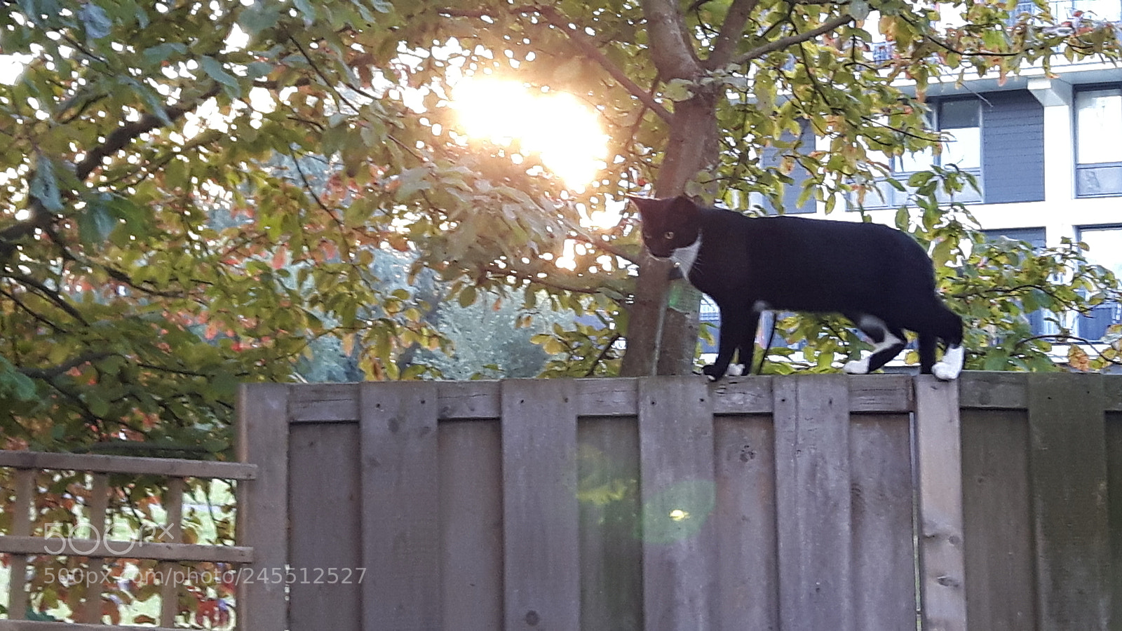 Samsung Galaxy S5 Neo sample photo. Cat batman. photography