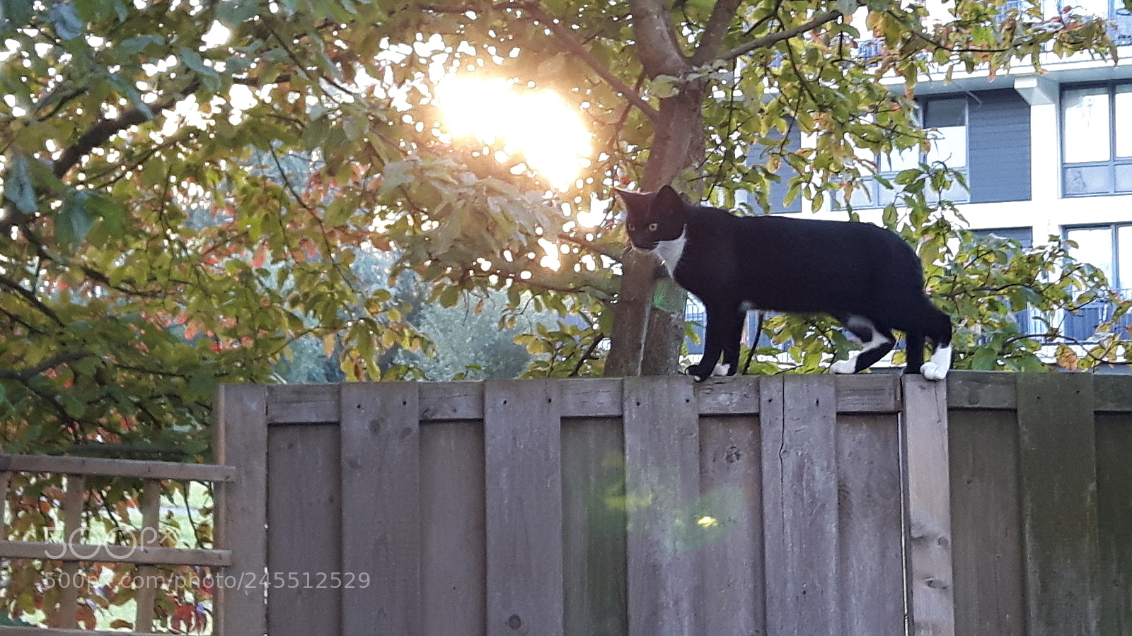 Samsung Galaxy S5 Neo sample photo. Cat batman. photography