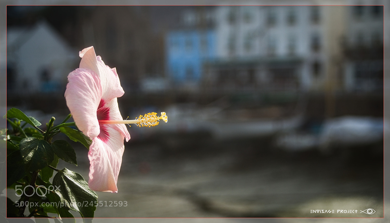 Sony a7R sample photo. Flower in the harbour photography