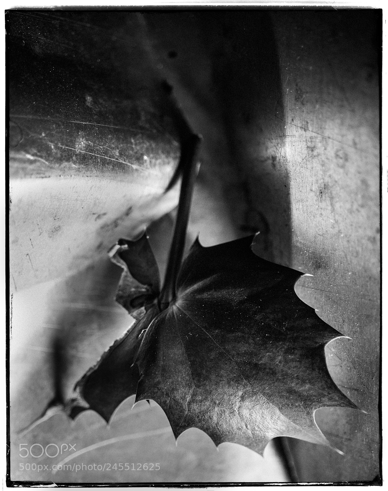 Sony a7 sample photo. Fine mahonia leaf photography