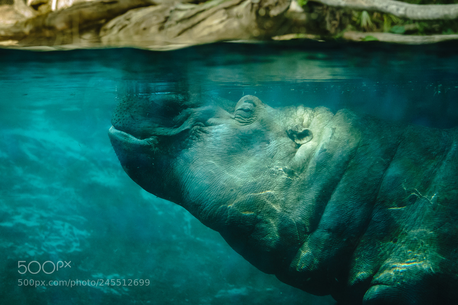 Sony a7 II sample photo. Hippopotamus for christmas photography