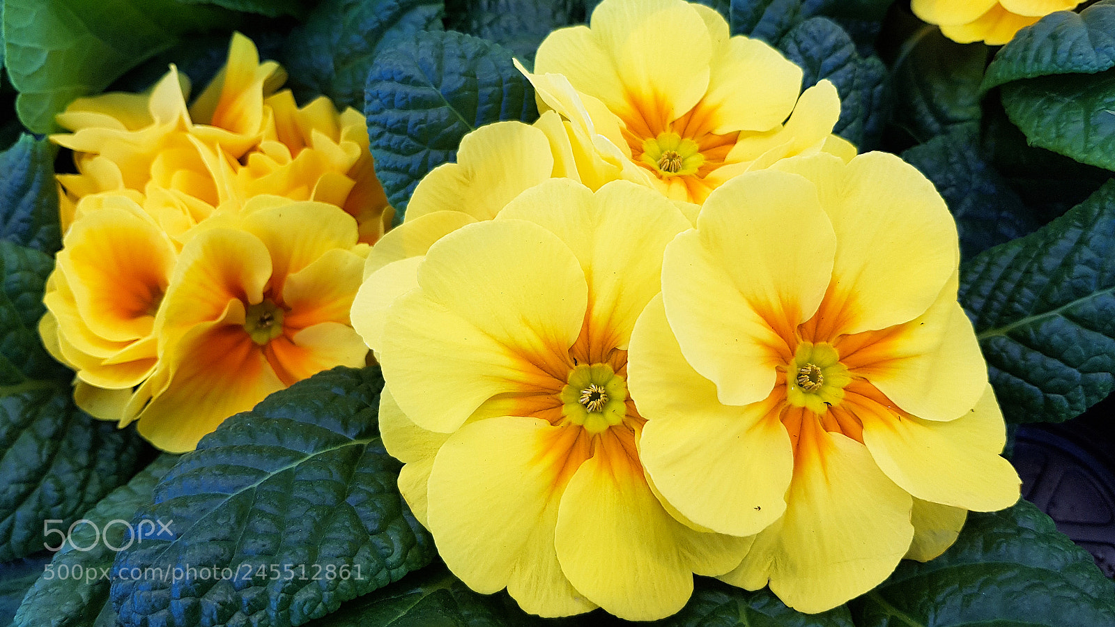 Samsung Galaxy S8 sample photo. Yellow primula vulgaris. photography
