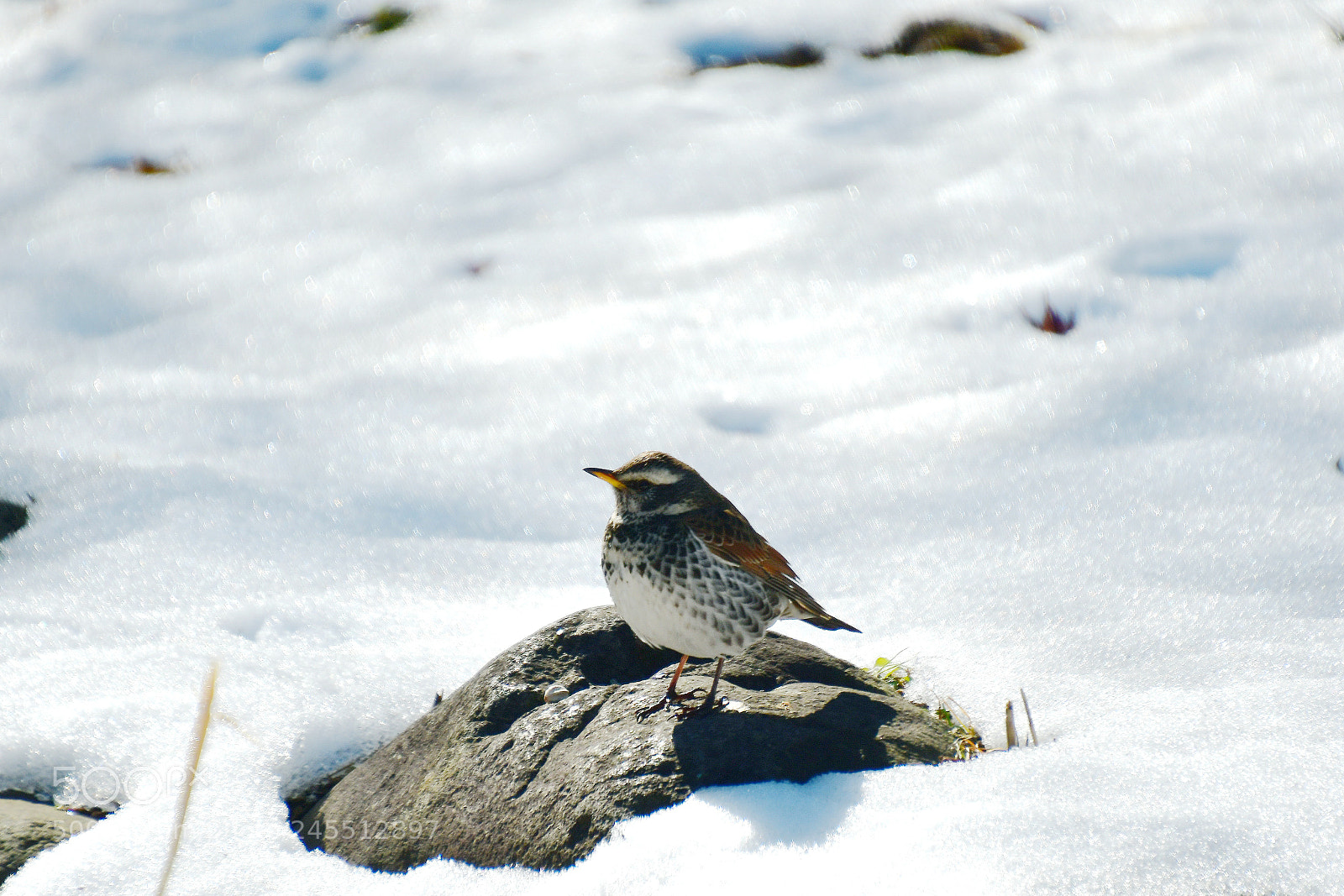 Nikon D500 sample photo. Untitled photography