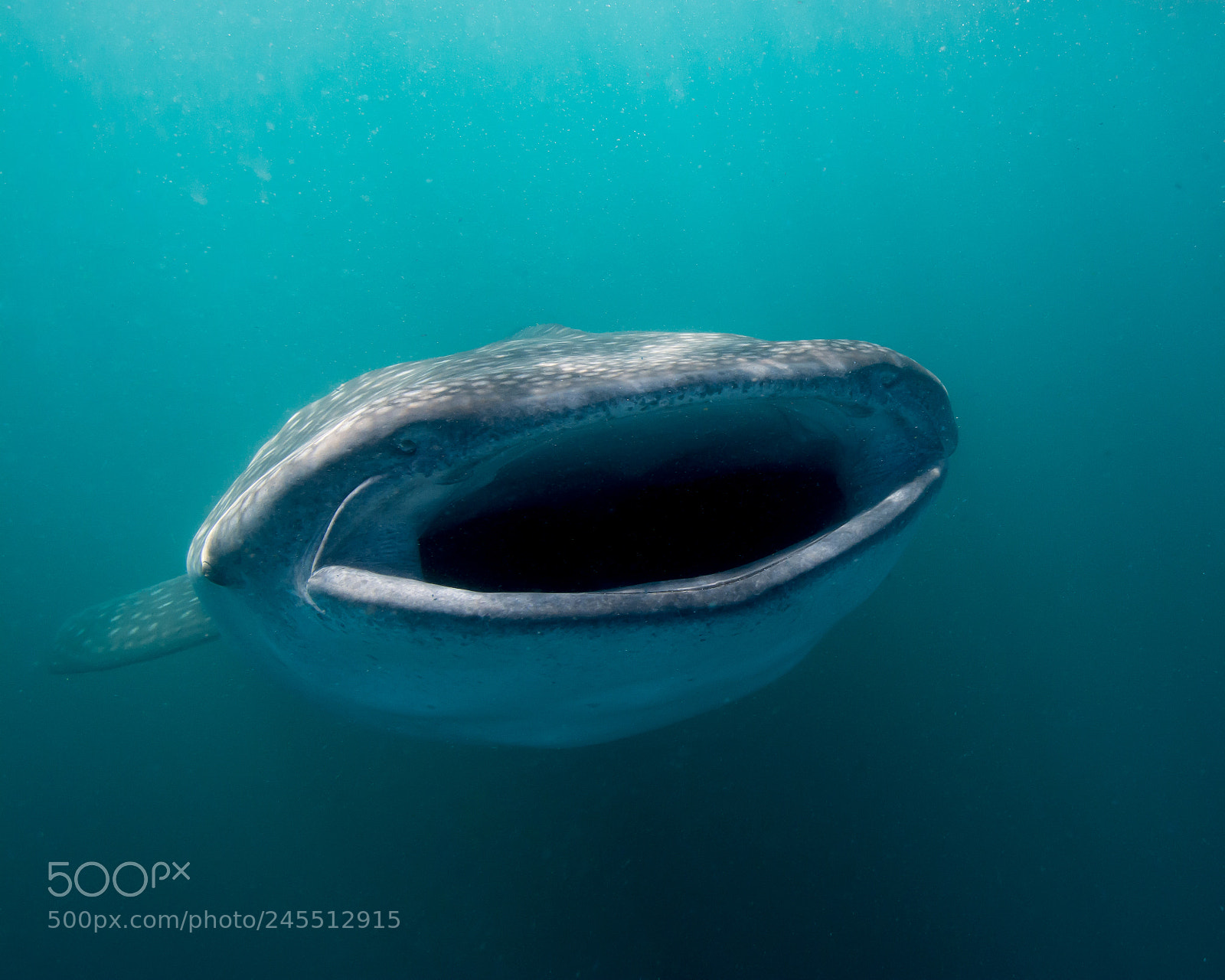 Nikon D7100 sample photo. La paz oct whale photography