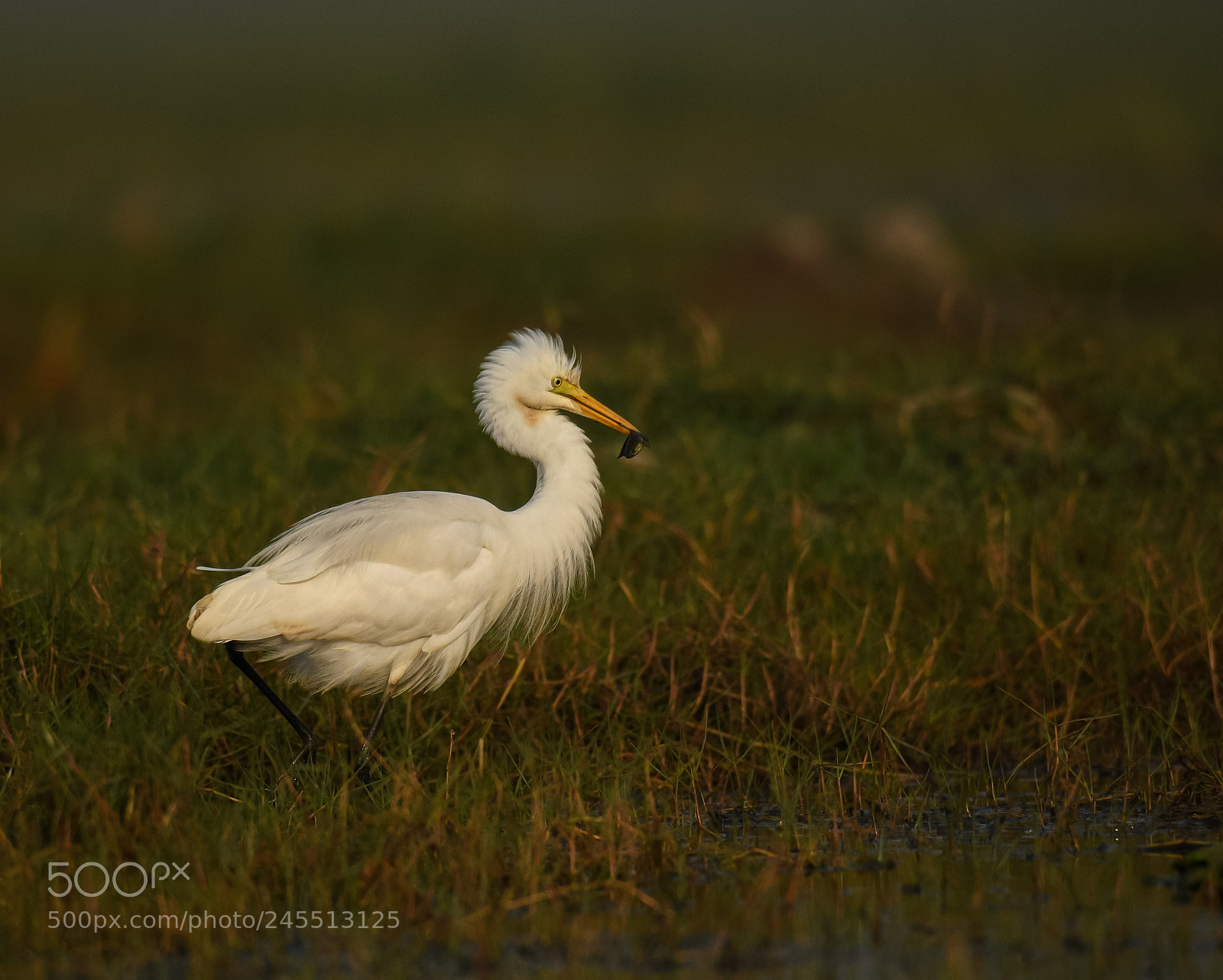 Nikon D500 sample photo. Egret with a catch photography