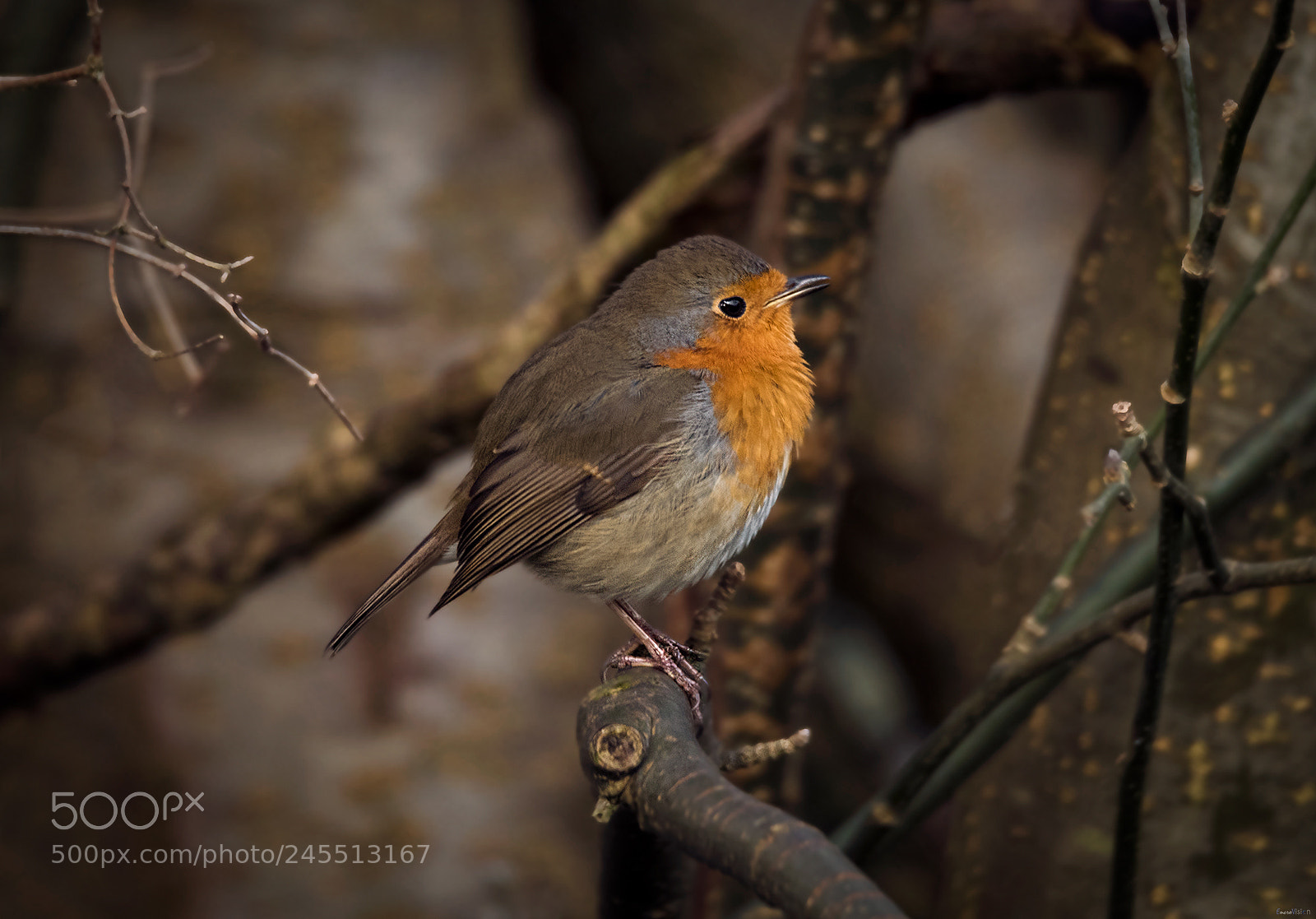 Nikon D850 sample photo. European robin. photography