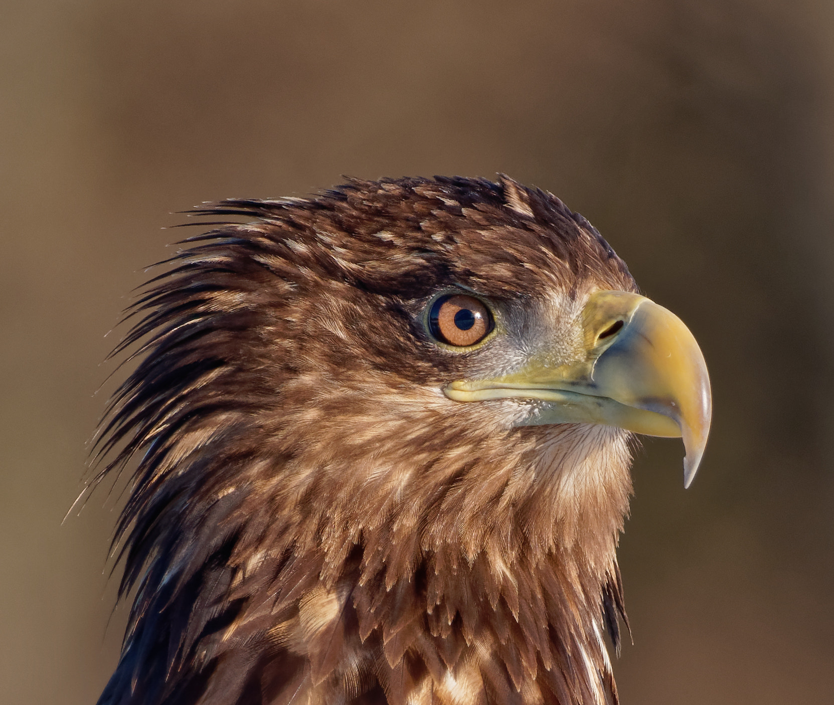 Nikon D5600 + Sigma 150-600mm F5-6.3 DG OS HSM | C sample photo. White-tailed eagle (haliaeetus albicilla) photography