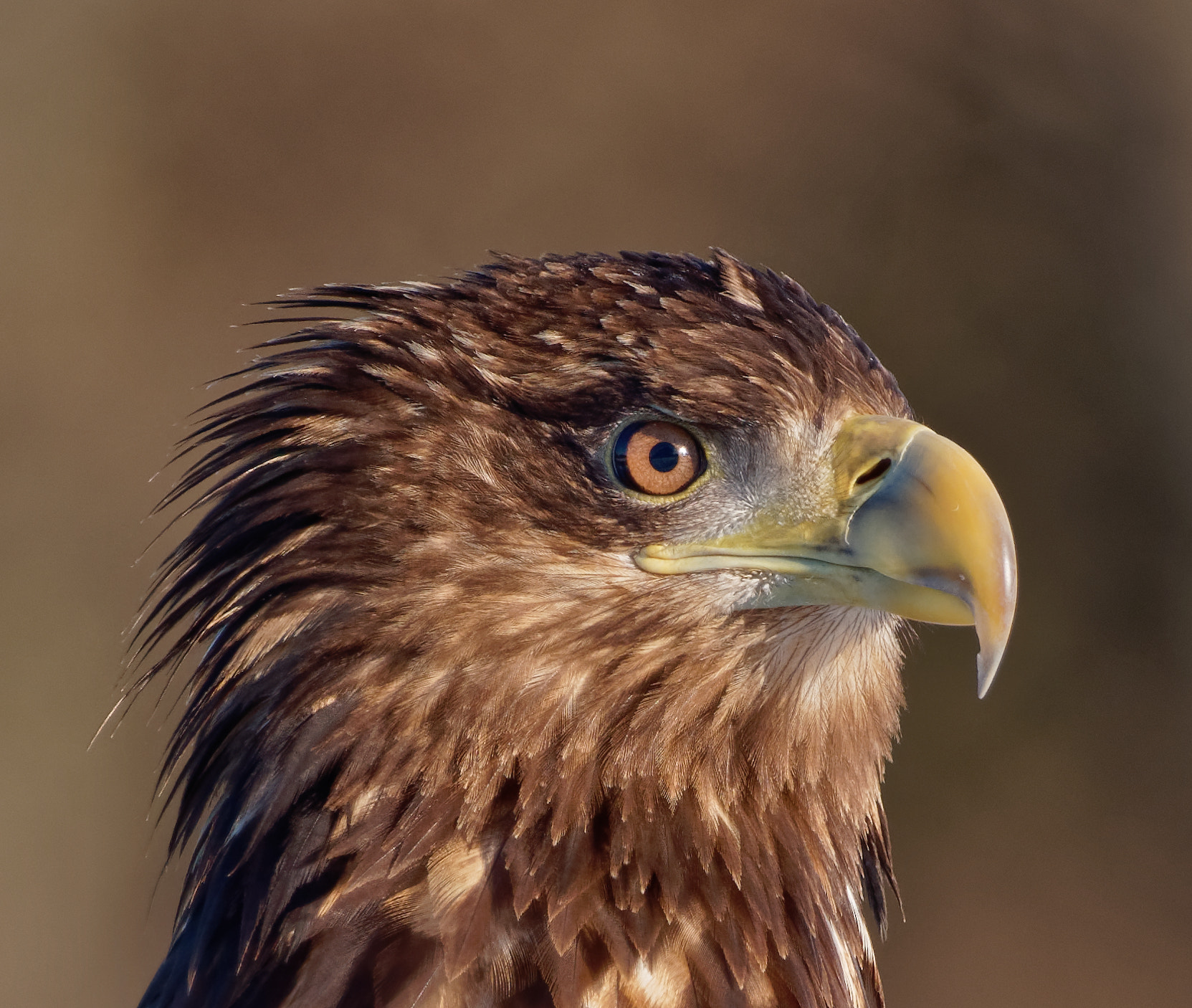 Sigma 150-600mm F5-6.3 DG OS HSM | C sample photo. White-tailed eagle (haliaeetus albicilla) photography
