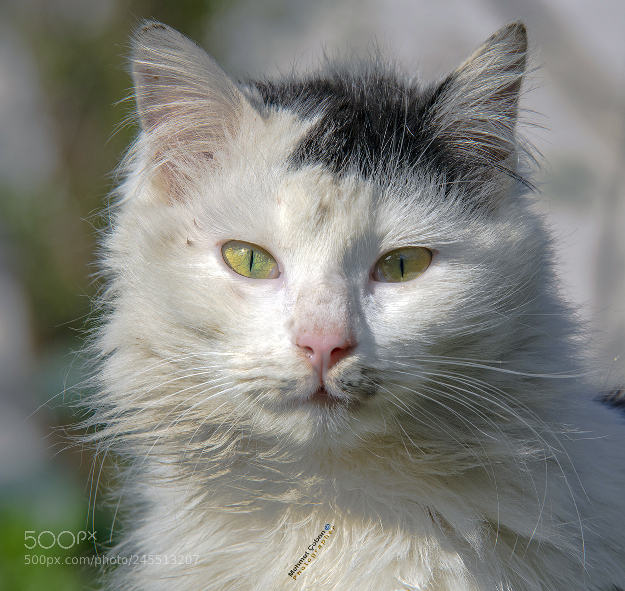 Pentax K-3 II sample photo. Cat like a white photography