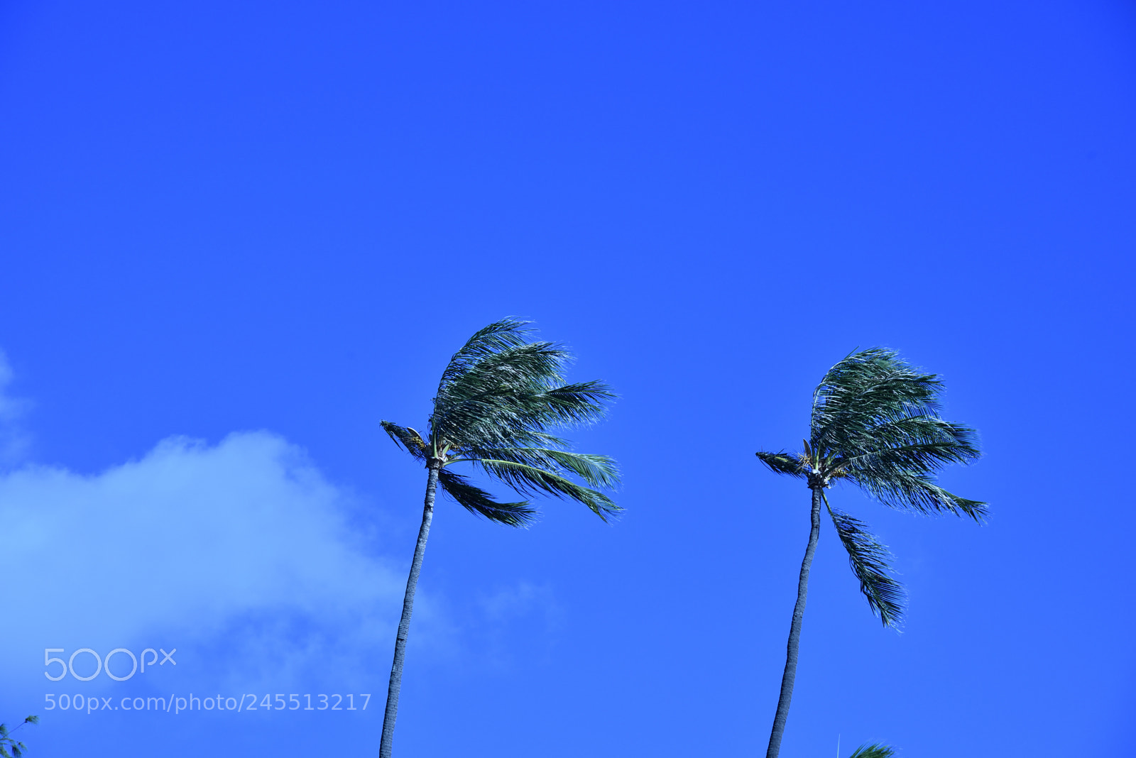 Nikon AF-S Nikkor 24-120mm F4G ED VR sample photo. Sky and windy tree photography