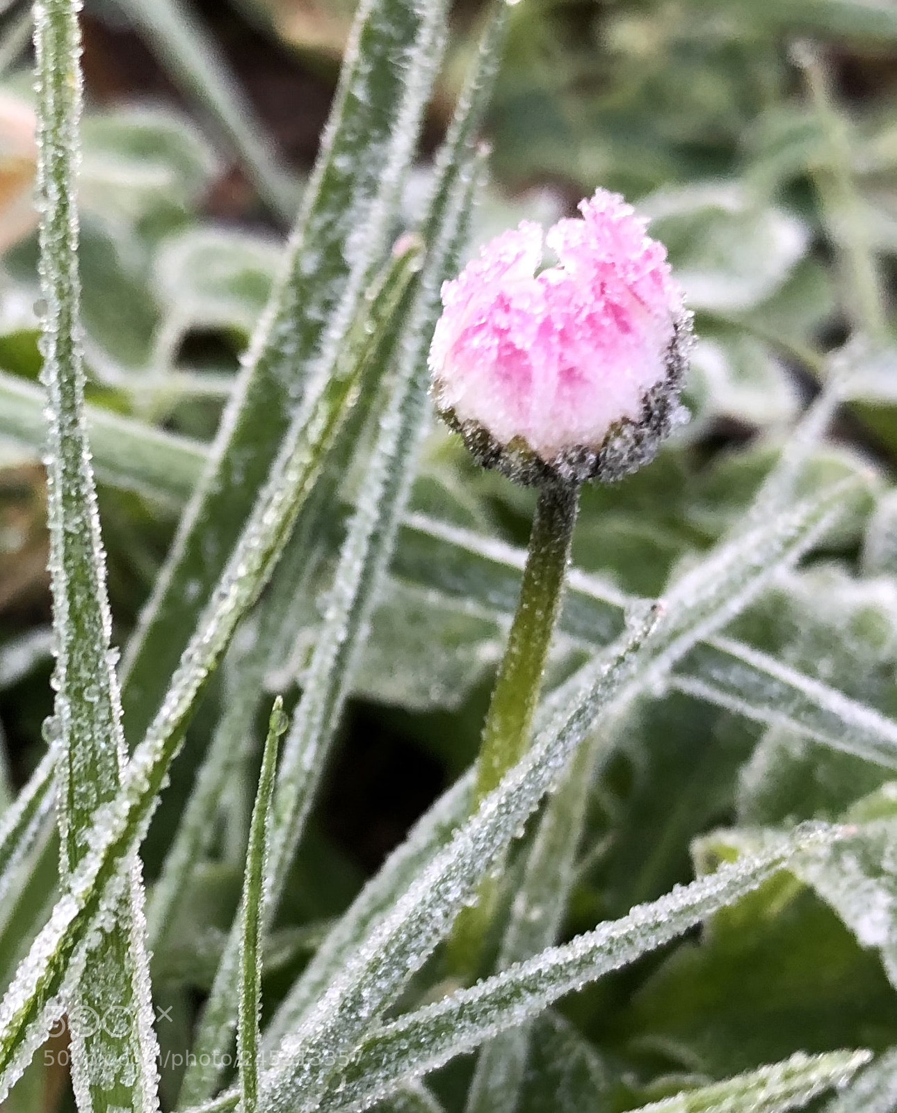 Apple iPhone X sample photo. Untitled photography