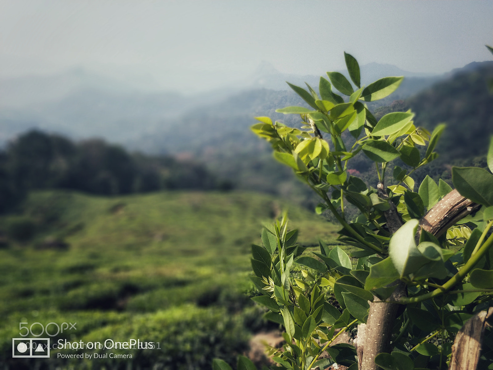 OnePlus 5 sample photo. Green photography