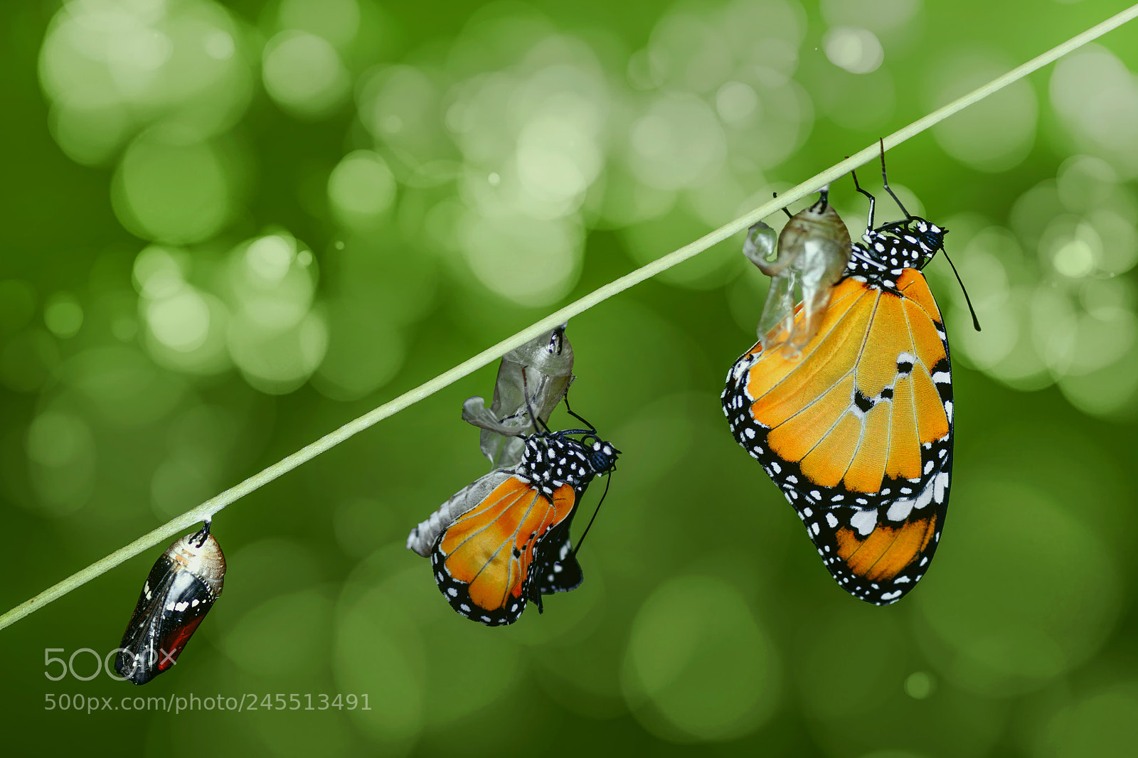 Nikon D7100 sample photo. Metamorphosis photography