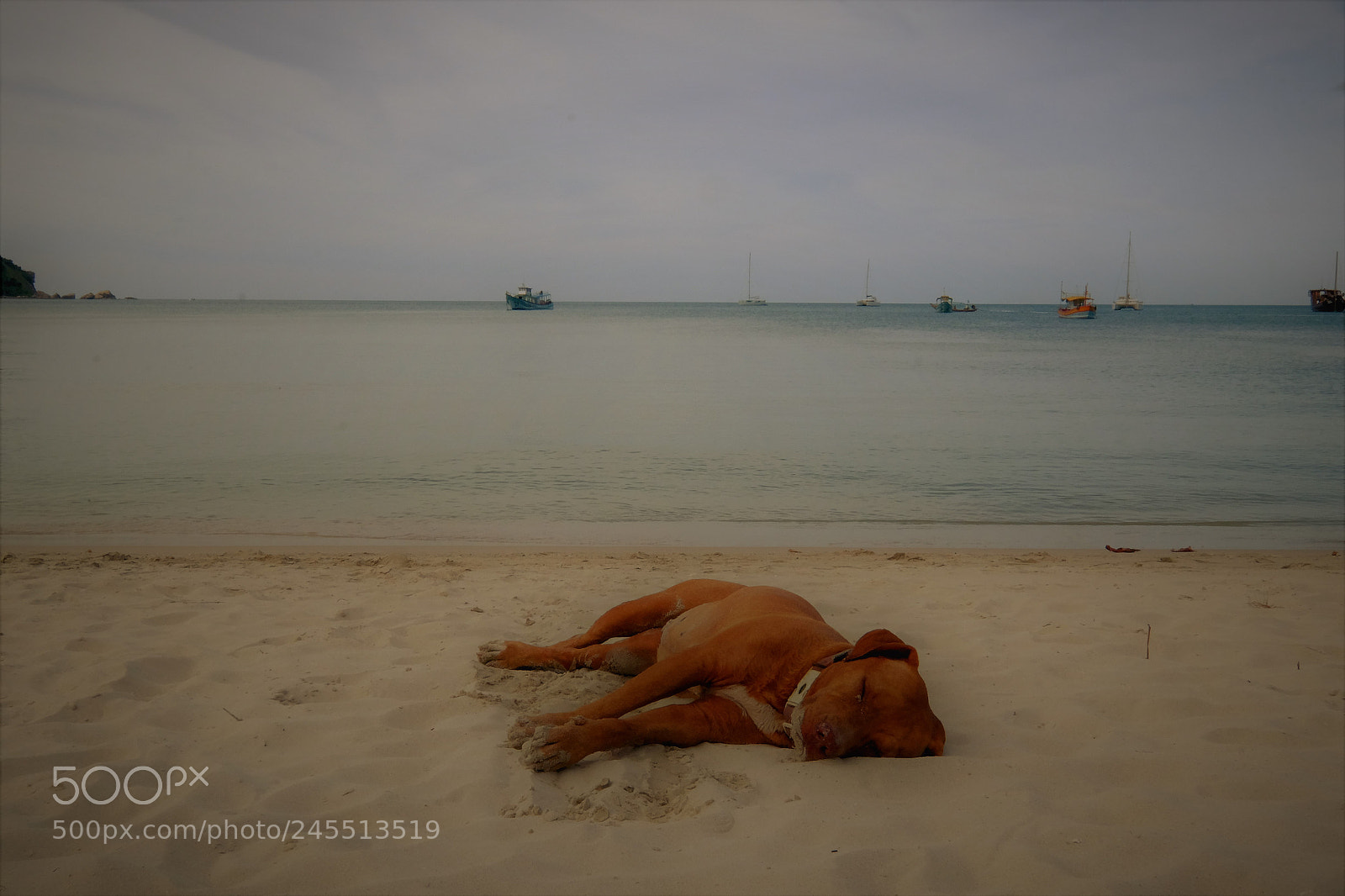 Fujifilm X-T1 sample photo. Dogdays photography