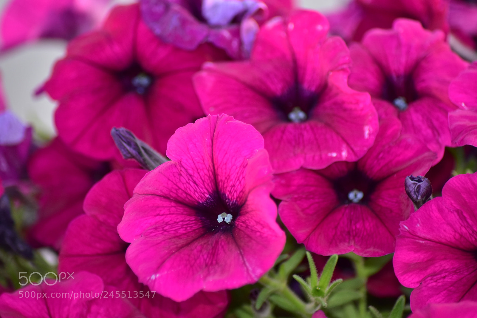 Nikon D5500 sample photo. Untitled photography