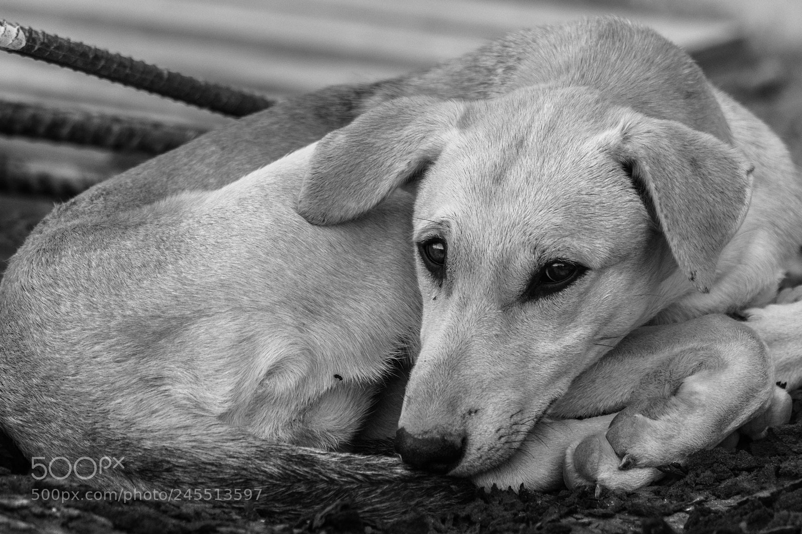 Nikon D7200 sample photo. That look photography