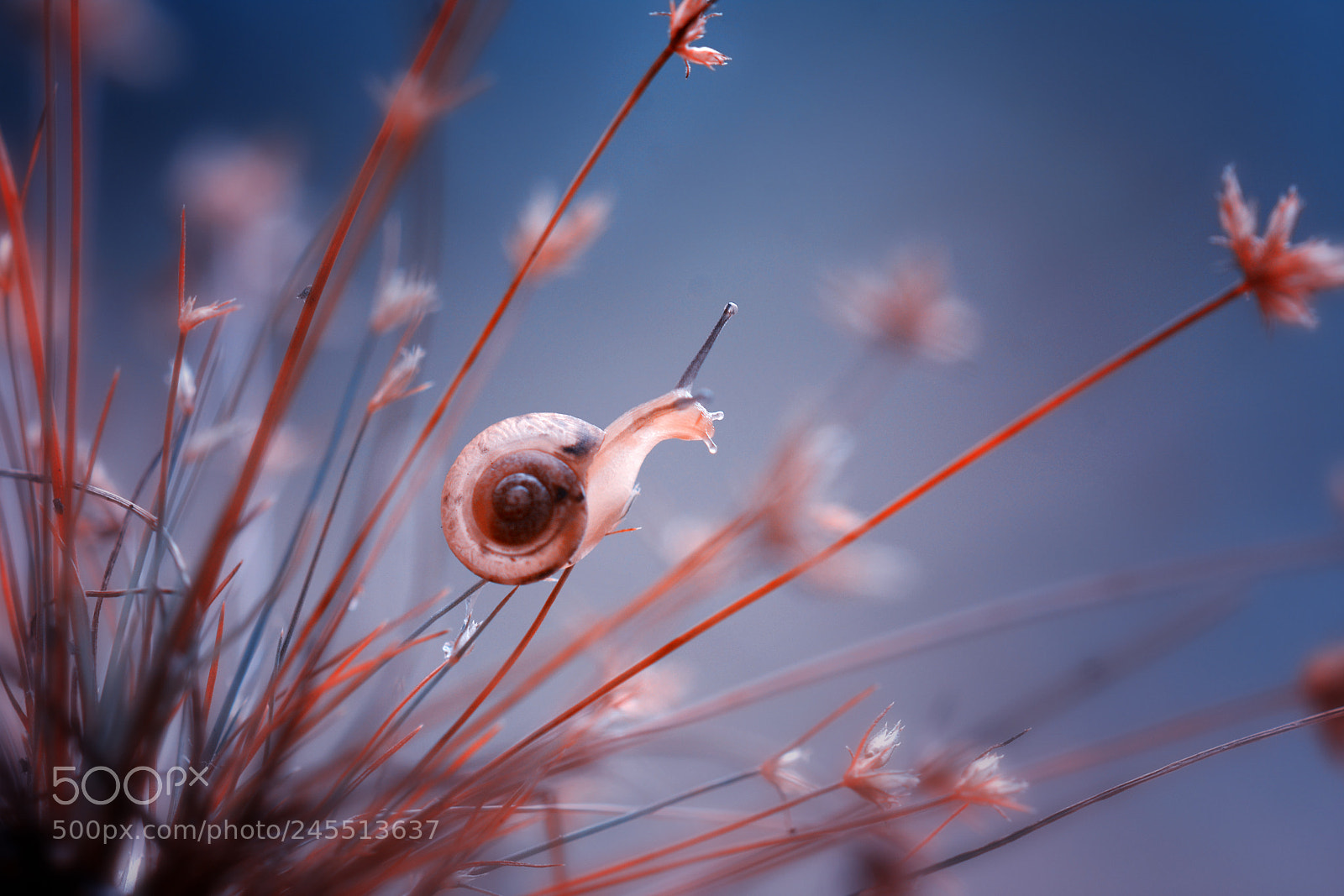 Nikon D7100 sample photo. Happy snail photography