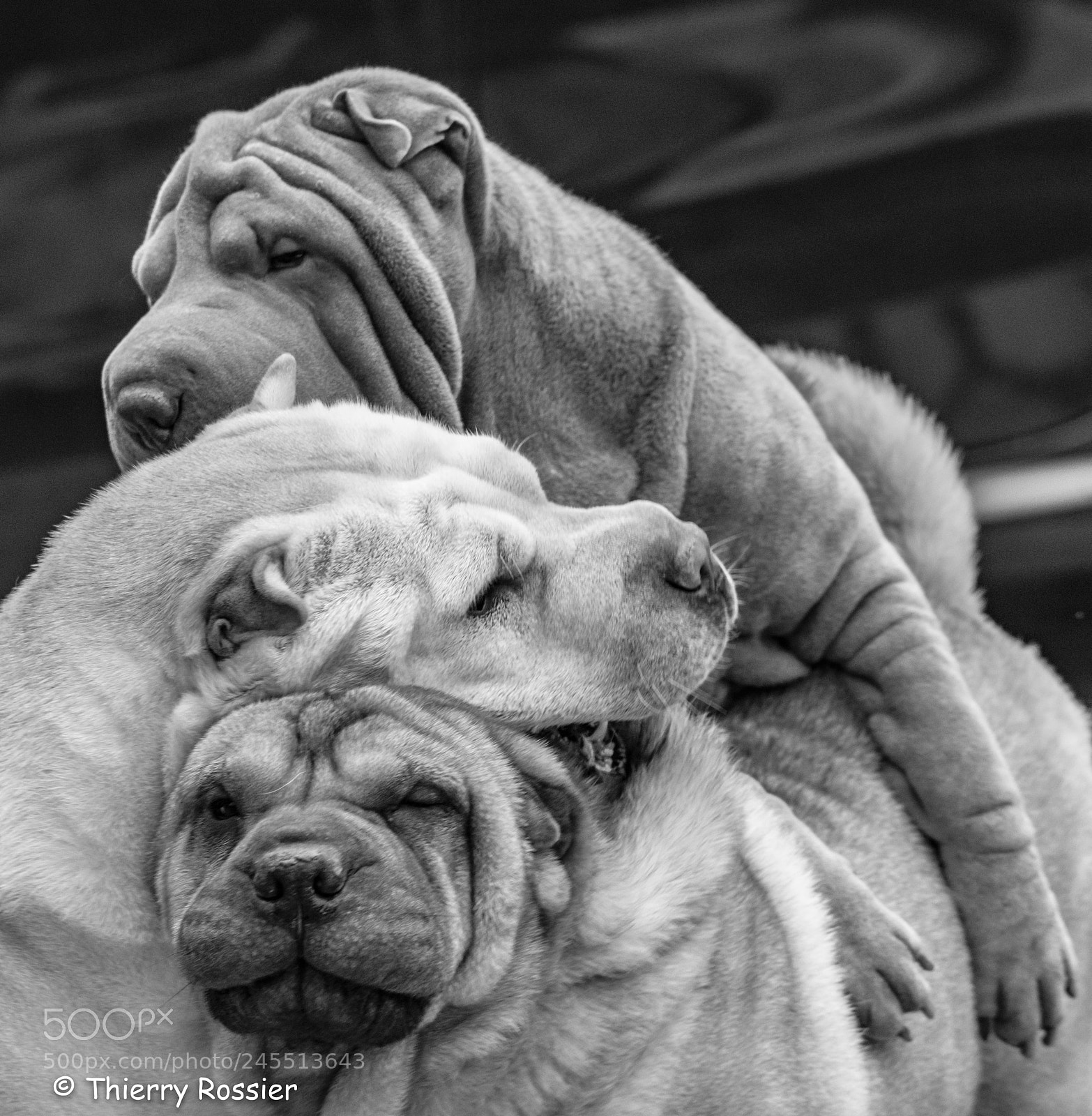 Nikon D7200 sample photo. Les trois petits... photography