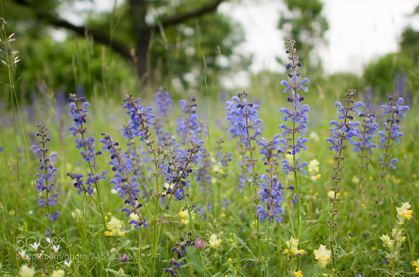 Nikon D300S sample photo. Meadow sage photography